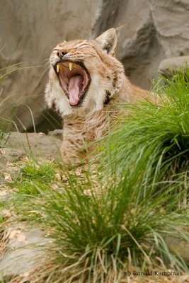 Lynx