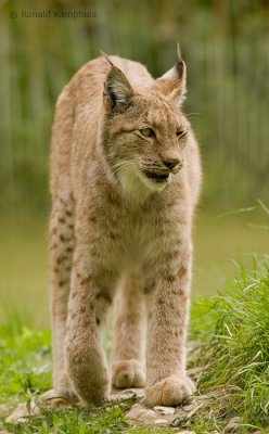 Lynx 