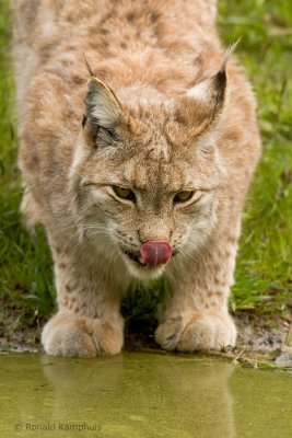 Lynx 