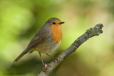 European robin - Roodborst