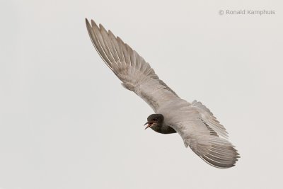 Black tern - Zwarte stern