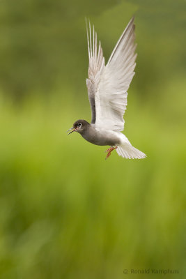 Black tern - Zwarte stern