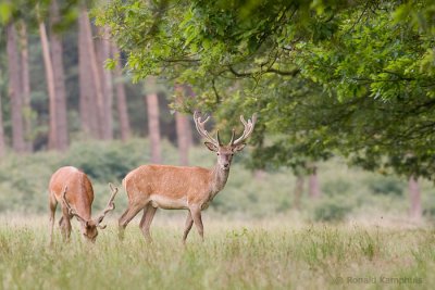 Red deer - Edelhert