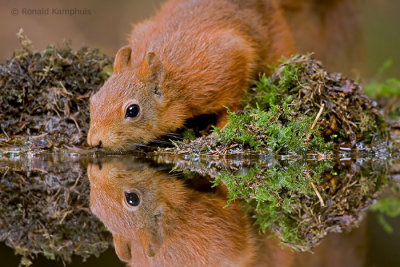 Red Squirrel - Eekhoorn