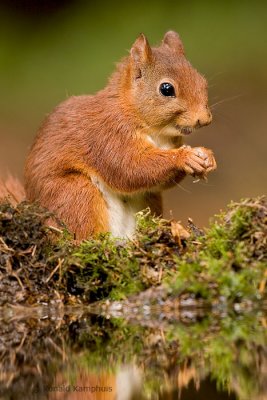 Red Squirrel - Eekhoorn