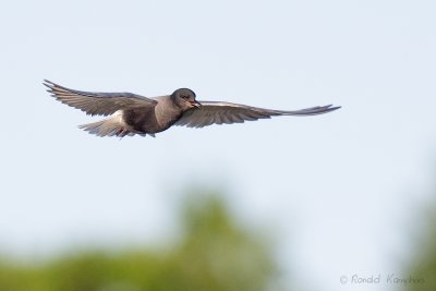 Black Tern - Zwarte stern