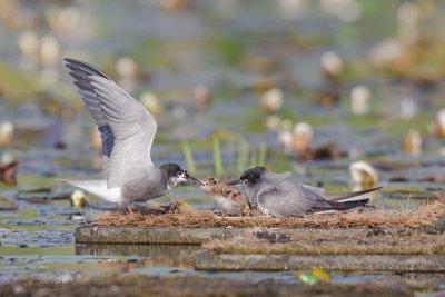 Black Tern - Zwarte stern