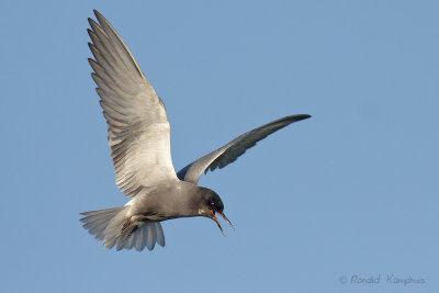 Black Tern - Zwarte stern