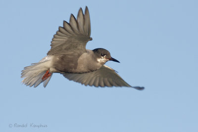 Black Tern - Zwarte stern