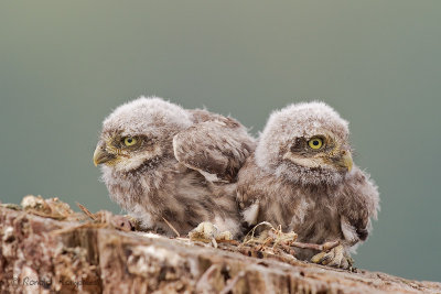 Little Owl - Steenuil