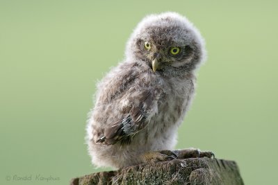 Little Owl - Steenuil