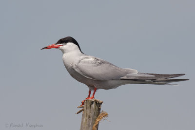 Common Tern - Visdief