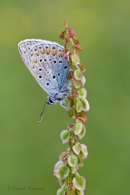 Common Blue - Icarusblauwtje