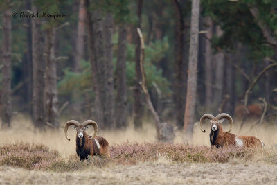 Mouflon - Moeflon