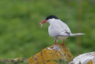 Arctic Tern - Noordse stern