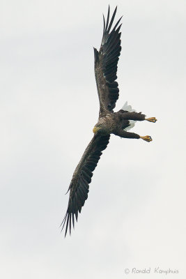 White Tailed Eagle - Zeearend