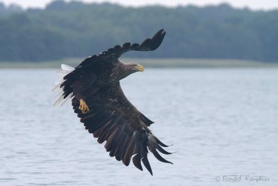 White Tailed Eagle - Zeearend