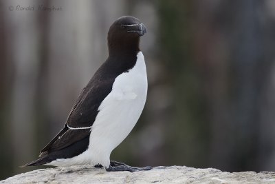 Razorbill - Alk