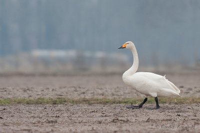 Whooper Swan - Wilde zwaan