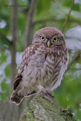 Little Owl - Steenuil