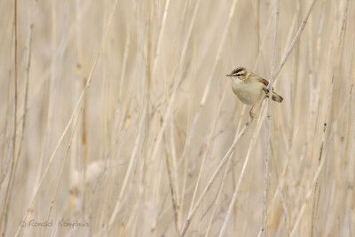 Sedge Warbler - Rietzanger