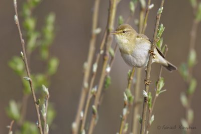 Willow Warbler - Fitis