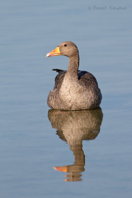 Graylag goose - Grauwe gans