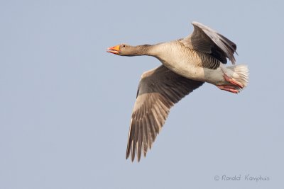 Graylag goose - Grauwe gans