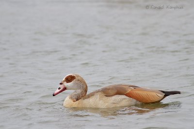 Egyptian Goose - Nijlgans