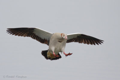 Egyptian Goose - Nijlgans