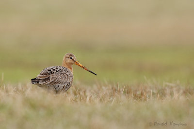 Blacktailed Godwit - Grutto