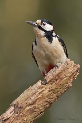 Great Spotted Woodpecker - Grote bonte specht