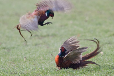 Pheasant - Fazant