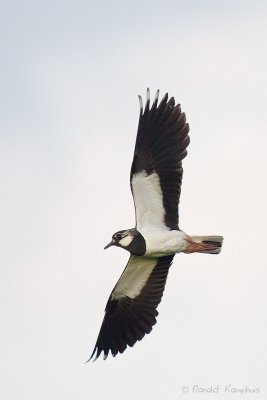 Lapwings - Kieviten