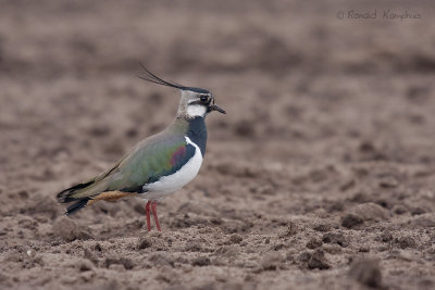 Lapwing - Kievit