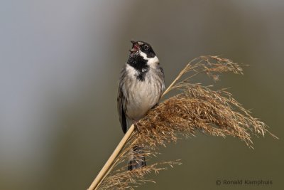 Reed Bunting - Rietgors