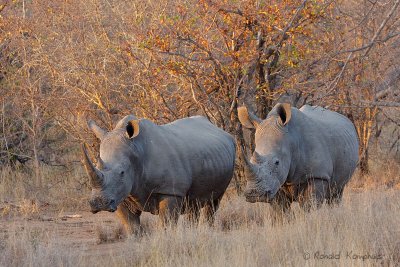 White Rhinoceros - Witte neushoorn