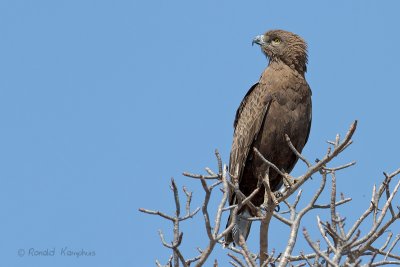 Brown Snake Eagle - Bruine slangenarend