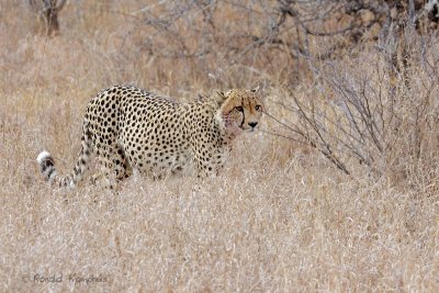 Cheeta - Jachtluipaard