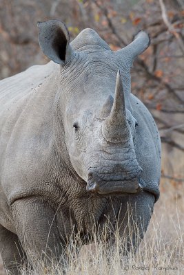 White Rhinoceros - Witte neushoorn