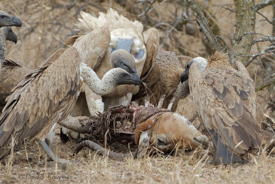 White Backed Vulture and Cape Vulture - Witruggier en Kaapse gier.