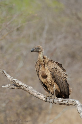 White Backed Vulture - Witruggier