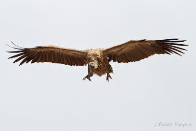 White Backed Vulture - Witruggier