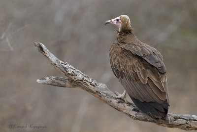 Hooded Vulture - Kapgier