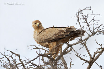 Tawny Eagle - Savannearend