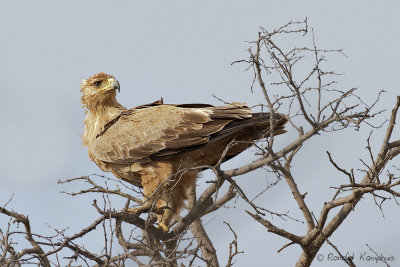 Tawny Eagle - Savannearend