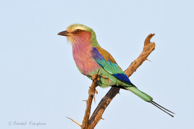 Lilac Breasted Roller - Vorkstaartscharrelaar