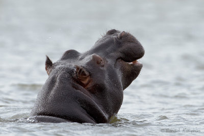 Hippopotamus - Nijlpaard