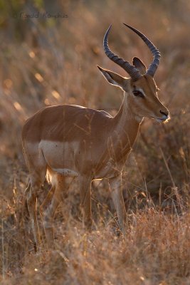 Impala