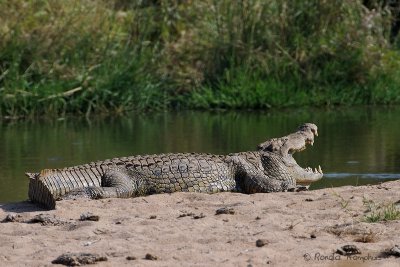 Nile crocodile - Nijlkrokodil